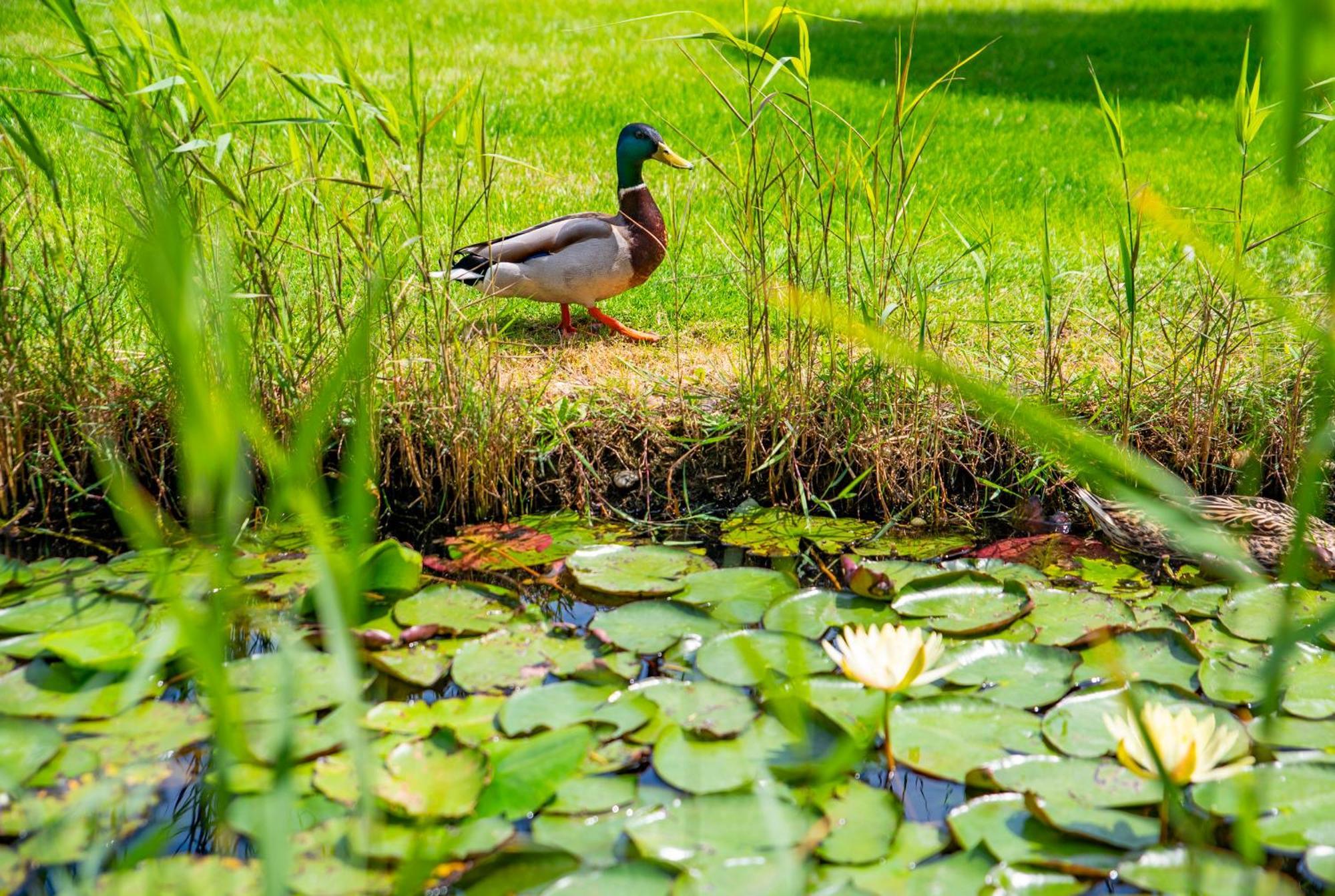 Orchidea Hotel Lipót Exteriör bild